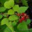 Малина японская или малина пурпурноплодная, Rubus phoenicolasius - Malina yaponskaya_we.JPG