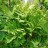 Оноклея чувствительная, Onoclea sensibilis, набор из 5 растений - Onoclea_sensibilis.jpg