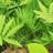 Оноклея чувствительная, Onoclea sensibilis, набор из 5 растений - Onoclea_sensibilis_1.jpg