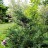 Кипарисовик Лавсона, устойчивая форма, набор из 3 растений - Chamaecyparis_lawsoniana_bushlsz1.jpg