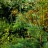 Кипарисовик Лавсона, устойчивая форма, набор из 3 растений - Chamaecyparis_lawsonianayydx.jpg