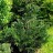 Кипарисовик Лавсона, устойчивая форма, набор из 3 растений - Chamaecyparis_lawsoniana_bush_4d2d.jpg