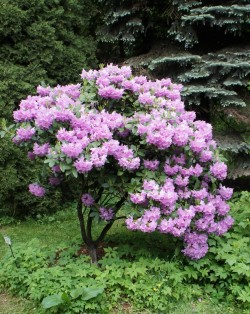 Рододендрон катевбинский, вечнозеленый, Rhododendron catawbiense