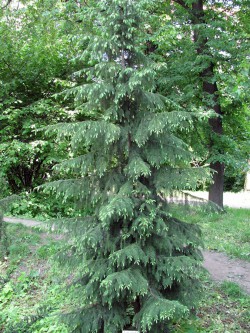 Ель сербская, Picea omorica,   сеянцы отборной формы из арборетума "Mustila"