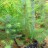 Ель сербская, Picea omorica,   сеянцы отборной формы из арборетума "Mustila" - Ель сербская, Picea omorica, сеянцы отборной формы из арборетума "Mustila", саженец в контейнере.
