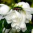 Жасмин (чубушник) "Сноубелле", Phladelphus (Jasmine) x hybrida "Snowbelle" - Phladelphus_Snowbelle_flowers_0x1dcl5d.jpg