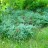 Можжевельник виргинский "Грей Овл", Juniperus virginiana "Grey Owl"(Серая Сова) - Можжевельник виргинский "Грей Овл", Juniperus virginiana "Grey Owl"(Серая Сова), общий вид.