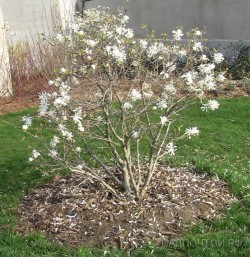 Магнолия звездчатая "Роял Стар", сеянцы, Magnolia stellata "Royl Star"