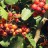 Боярышник Арнольда, набор из 3 растений - Crataegus_arnoldiana_berry3k313.jpg