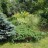 Можжевельник чешуйчатый "Блу Сведе", Juniperus squamata "Blue Swede" - Можжевельник чешуйчатый "Блу Сведе", Juniperus squamata "Blue Swede" возраст 10 лет