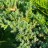Можжевельник китайский "Меери", Juniperus chinensis "Meery" - Можжевельник китайский "Меери", Juniperus chinensis "Meery", ветвь.
