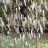 Цимицифуга кистевидная, Cimicifuga racemosa, цветоносы более 2 м, набор из 3 растений - Цимицифуга кистевидная, Cimicifuga racemosa, цветоносы.