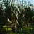Цимицифуга кистевидная, Cimicifuga racemosa, цветоносы более 2 м, набор из 3 растений - Цимицифуга кистевидная, Cimicifuga racemosa, цветение.