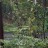 Цимицифуга кистевидная, Cimicifuga racemosa, цветоносы более 2 м, набор из 3 растений - Цимицифуга кистевидная, Cimicifuga racemosa, цветущее растение.