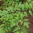 Цимицифуга кистевидная, Cimicifuga racemosa, цветоносы более 2 м, набор из 3 растений - Цимицифуга кистевидная, Cimicifuga racemosa, листья.