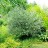 Ива лохолистная или лоховидная, Salix elaeagnos   - Ива лохолистная, Salix elaeagnos, молодое растение.
