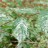 Вяз, пестролистная форма, Ulmus variegata - Вяз, пестролистная форма, Ulmus variegata, ветка.