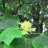 Лириодендрон тюльпанный, Liriodendron tulipifera - Лириодендрон тюльпанный, Liriodendron tulipifera, цветок и листья