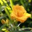 Лилейник "Кондилла", Hemerocallis  "Condilla" - Лилейник "Кондила", Hemerocallis  "Condilla", цветы и бутоны.