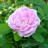 Роза (шиповник) махровая, розовые цветы - Роза (шиповник) махровая, розовые цветы.