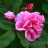 Роза парковая  "Тереза Бунье (Therese Bugnet)" - Роза парковая  "Тереза Бунье (Therese Bugnet)", цветение.
