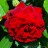 Роза плетистая, красная, местная устойчивая форма - Роза плетистая, красная, местная устойчивая форма, цветок.