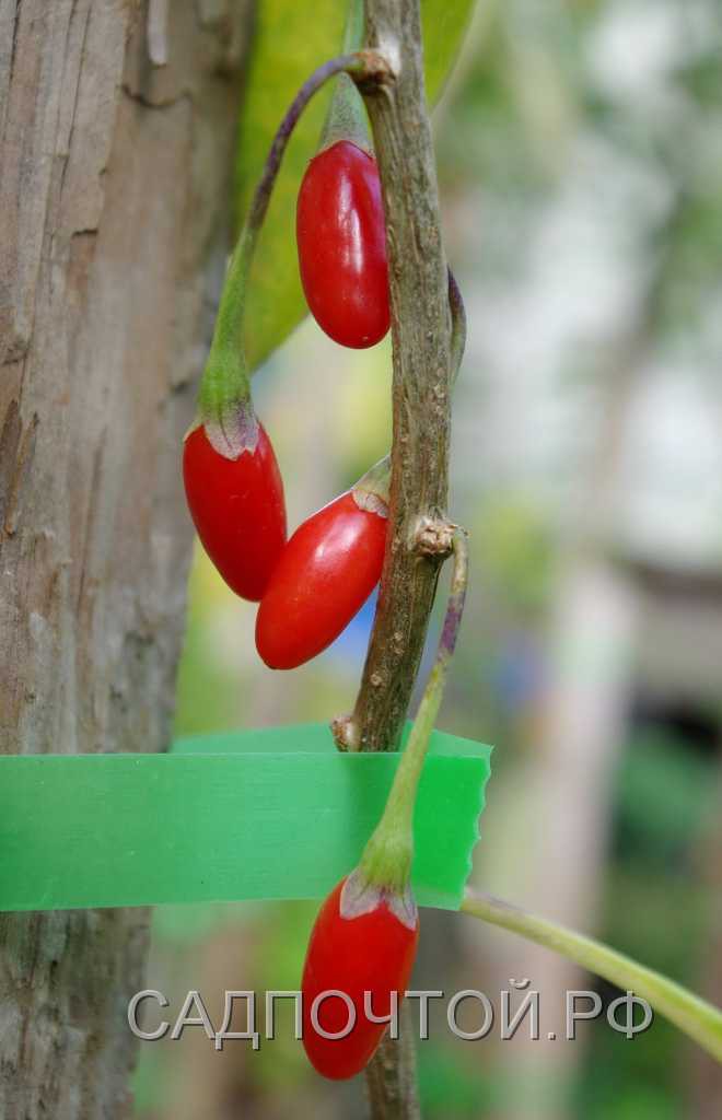Годжи или дереза обыкновенная,  Lycium barbarum Плодовый кустарник с  красными ягодами, используемыми в традиционной азиатской медицине как общеукрепляющее средство.
