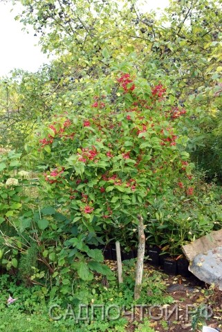 Бересклет европейский, Euonymus europaea Небольшое деревце или куст с пробковыми ребрами на побегах и своеобразным летне-осенним "цветением", когда куст украшен множеством ярко-красных семенных коробочек, из которых на ниточках свисают оранжевые семена
- Отличается высокой зимостойкостью и засухоустойчивостью.
- Хорошо переносит стрижку, пригоден для живых изгородей и формирования стриженых фигур.
- Побеги зеленые, четырехгранные, с пробковыми продольными наростами.
- Осенняя окраска листьев - красно-желтая.
- Цветет в мае – июне. Цветки желтовато-зеленые, собраны в зонтичные соцветия.
Наше видео об этом бересклете:

	