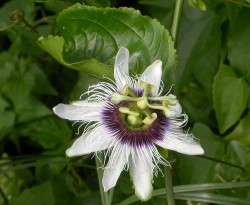 Пассифлора или маракуйя съедобная, Passiflora edulis, лиана