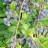 Голубика садовая "Нортблю", Vaccinium corymbosum "Northblue" - Голубика садовая Норт Блю или North Blue
