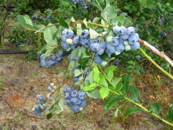 Голубика садовая "Нортленд",  Vaccinium corymbosum "Northland"