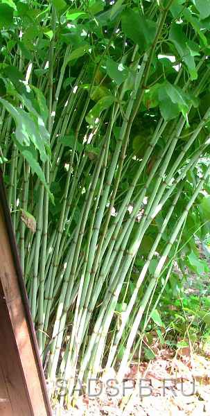 Горец сахалинский или гречиха сахалинская,  Polygonum sachalinense "Бамбук севера" - мощный, быстрорастущий многолетник с прямыми стволами высотой до 3-4 метров, напоминающими стволы бамбука.- Ежегодно отрастает от зимующего корневища.
- Образует густые заросли, состоящие из множества отдельных, прямых побегов с крупными (20 см), симметрично расположенными листьями.- Используется для создания декоративных групп, для высадки по периферии участка для защиты от посторонних глаз, для маскировки хозяйственных построек, туалетов, компостных куч и тому подобного.
- Быстро разрастается за счет подземных побегов.
- В условиях Северо-Запада зимует без укрытия.