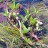 Вахта трехлистная или трилистник водяной, Menyanthes trifoliata - Menyanthes trifoliata