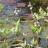 Вахта трехлистная или трилистник водяной, Menyanthes trifoliata - Menyanthes trifoliata, цветение