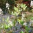 Вахта трехлистная или трилистник водяной, Menyanthes trifoliata - Menyanthes trifoliata, вахта трехлистная или трилистник водяной