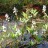 Вахта трехлистная или трилистник водяной, Menyanthes trifoliata - Menyanthes trifoliata, вахта трехлистная или трилистник водяной в мае