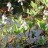 Вахта трехлистная или трилистник водяной, Menyanthes trifoliata - Menyanthes trifoliata, вахта трехлистная или трилистник водяной в пруду.