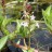 Вахта трехлистная или трилистник водяной, Menyanthes trifoliata - Menyanthes trifoliata, соцветие