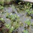 Вахта трехлистная или трилистник водяной, Menyanthes trifoliata - Вахта трехлистная или трилистник водяной