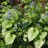 Бруннера крупнолистная «Джек Фрост», набор из трех растений - Brunnera_macrophylla_Jack_Frost_flower_max09.jpg