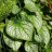 Бруннера крупнолистная «Джек Фрост», набор из трех растений - Brunnera_macrophylla_Jack_Frost_leafs2_max.jpg