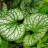 Бруннера крупнолистная «Джек Фрост», набор из трех растений - Brunnera_macrophylla_Jack_Frost_leafs_max.jpg