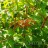 Стефанандра надрезаннолистная, набор из 3 растений - Stephanandra incisa_1.jpg