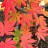 Клен ложнозибольдов, Acer pseudosieboldianum - Клен ложнозибольдов, Acer pseudosieboldianum. Осенняя окраска листвы.