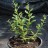 Ива глаука или сизая, Salix glauca - Ива из Гренландии, возможно, саженец