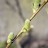 Ива глаука или сизая, Salix glauca - Ива из Гренландии, распускающиеся сережки.
