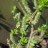 Ива глаука или сизая, Salix glauca - Ива из Гренландии, сережки в полном роспуске.