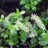 Ива глаука или сизая, Salix glauca - Ива из Гренландии, ветка с сережками.
