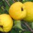 Айва японская,  Chaenomeles japonica - Айва японская,  Chaenomeles japonica, зрелые плоды.