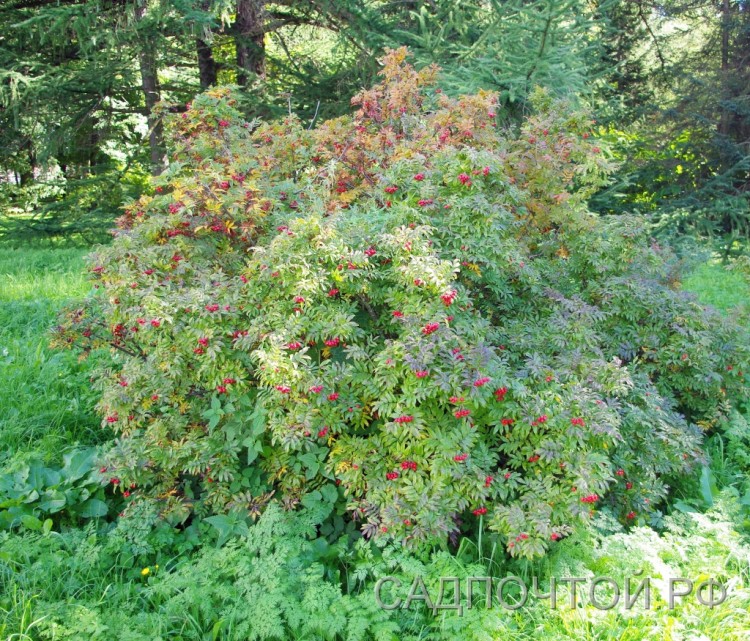 Рябина бузинолистная, Sorbus sambucifolia Интересная, "дизайнерская" плодово-декоративная рябина с ягодами без горечи, растущая в виде невысокого куста  с компактной кроной.
- Высота куста - до 2,5 метров.
- Ягоды красные, сладковато-кислые, без горечи.
- Отличное растение как для одиночной посадки на травянистом участке сада, так как растение в группе на втором плане или у границы участка.
- Зимостойка и неприхотлива.
 